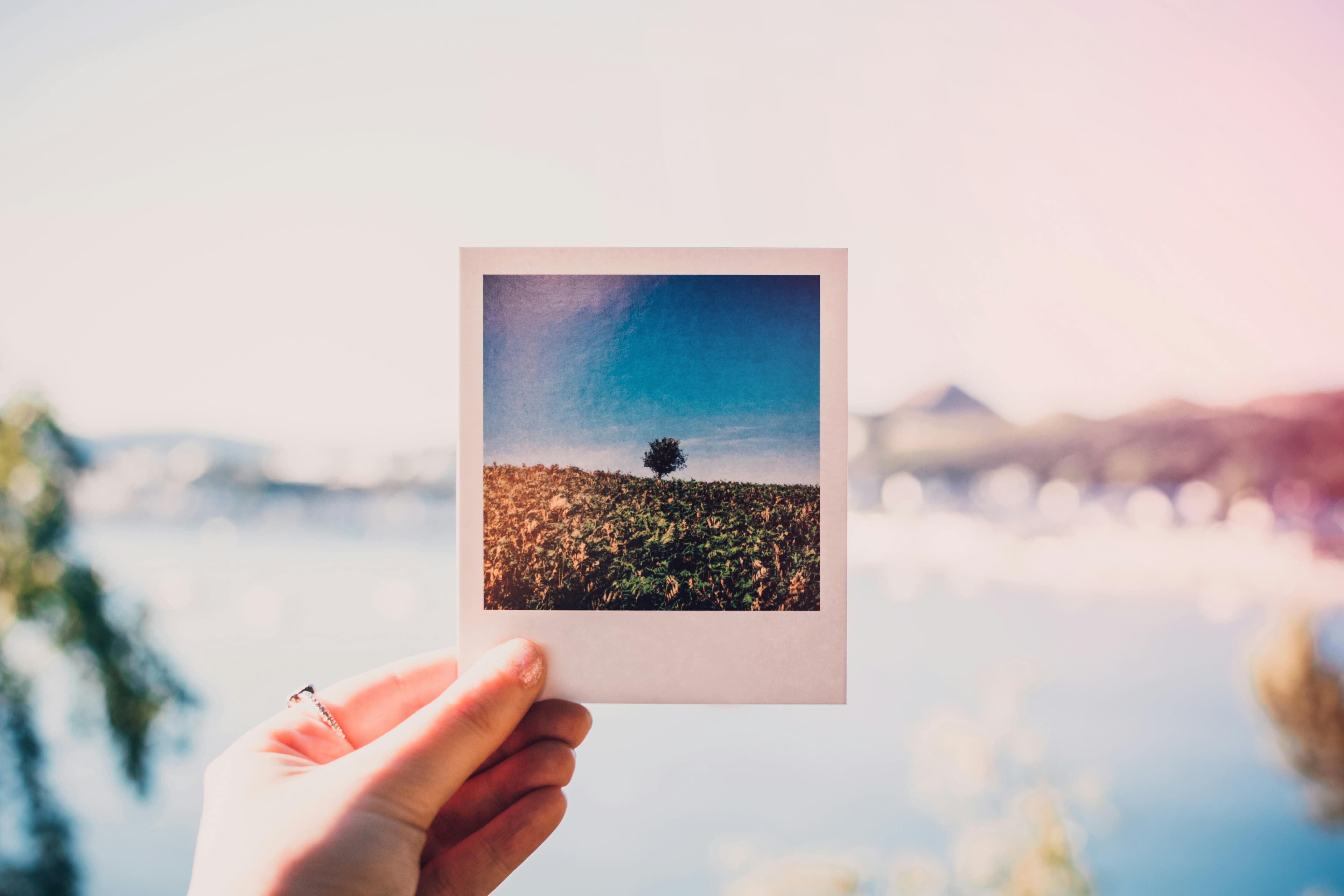 Person hoding a photograph of a tree at daytime